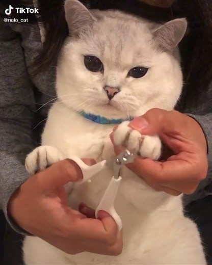 #chaoticpets #cutepet #BestThingSince cutie pie@coffeecatlovesyou