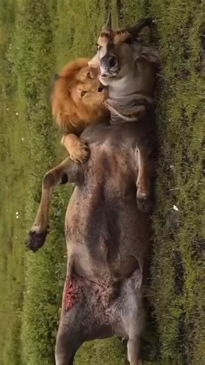 A dominant male lion takes on a giant eland bull, one of Africa’s heaviest and toughest antelopes. The struggle is intense, showing just how powerful lions are and how incredibly strong these eland bulls can be when fighting for their last breath..... | Safariman Expeditions