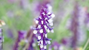 Purple white flowers of hairy vetch plant, close up, Vicia villosa
