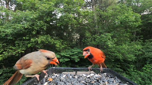 Northern Cardinals and Black Capped Chickadee | Critter Cam