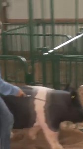 Meteorologist Joe Bird kissed a pig on Friday. Find out why in the comments. | Eyewitness News WEHT WTVW