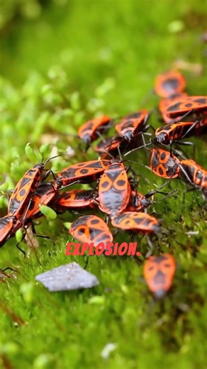 bombardier beetle defense mechanism