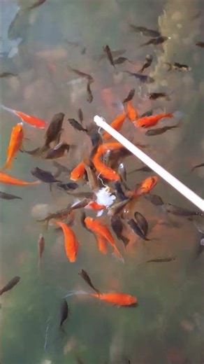 ASMR FISHING #120 | Relaxing Catch Journey