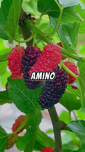 Have you ever tried mulberrys? a few things you should keep in mind #mulberry #health #knowledge #fruit