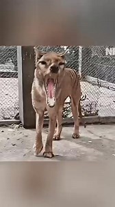 16K views · 117 reactions | Last video of extinct animals #facts #animalfacts #wildlife | FactPaw | Facebook