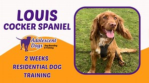 🐾 Louis’ Training Transformation – Watch Now! 🐾 Louis has completed his two-week residential training stay with us, and we’re SO excited to share his progress! This energetic Cocker Spaniel has made incredible strides, and we can’t wait for you to see how far he’s come. 🎯 What did Louis work on? ✅ Loose lead walking – no more pulling! ✅ Confidence around roads – calmer, happier walks ✅ Settling in public places – perfect café companion ✅ Overall focus & responsiveness – a dream to train! Whet