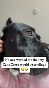 15K views · 1K reactions | Raising Bane on Reels | Facebook