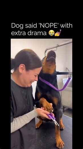 TheViralLab on Instagram: "In this striking interspecies interaction, a domestic canid, specifically a Rottweiler, exhibits a pronounced vocal display during a routine grooming procedure. The dog’s exaggerated howl and upward head thrust, following the sound of the nail clipper, suggest a deeply ingrained learned aversion or a highly conditioned emotional response to the sensation or the anticipation of the procedure. Despite the handler’s calm, persistent, and seemingly gentle approach – eviden
