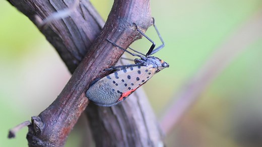 So a spotted lanternfly flew in your house. Is an infestation next?