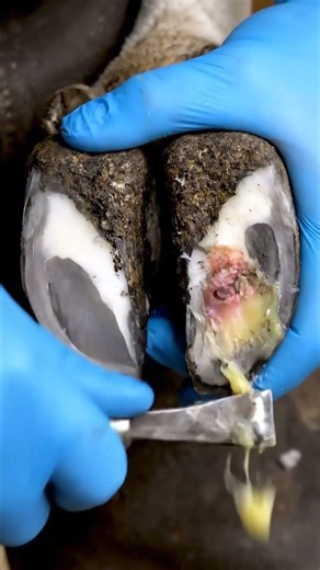 Horse Hoof Pus & Ulcer: The Shocking Truth + How to Clean It Safely! 😱🔥