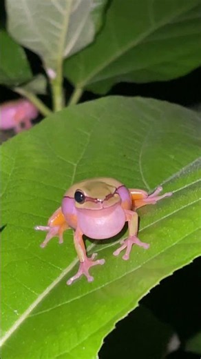 Amazing Sounds of a Katydid and Frog