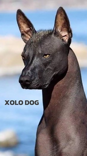 80K views · 133 reactions | 領 Meet the Xoloitzcuintli: A...