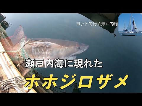 Great white shark appears in the Seto Inland Sea