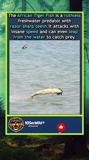 African Tiger Fish 🐟⚡ The River’s Deadliest Predator