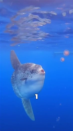 Der seltsamste Fisch der Welt: Der Sonnenfisch