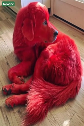Woman dyes her dog's fur red – and the reason is so sad 😳💔 Check comments for full story:😳👇💬 | Existential America