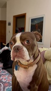 34K views · 8.1K reactions | Some dogs wear their emotions on their...