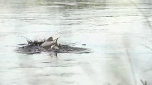 Fly master !!!! | Beer and Fishing