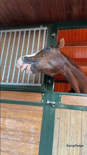 Funny Horse Yawning: Cutest Video Ever