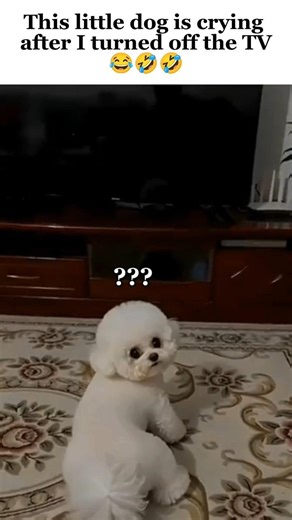 This little dog is crying after I turned off the TV 😭#dog #funny #shortvideo
