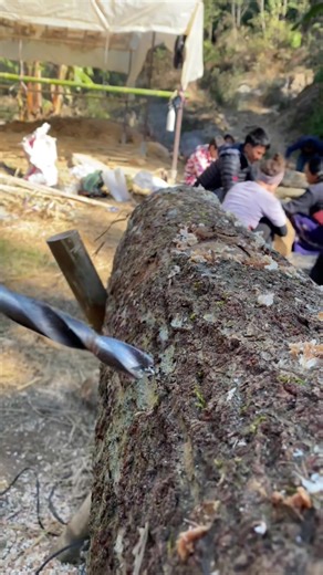 सिप नै सबैभन्दा ठुलो अस्त्र हो। Shiitake mushroom inoculation is the process of introducing live shiitake spawn into a log to grow mushrooms. It's similar to planting a seed. #viralreelschallenge #bamboofurniture #bamboproduct #goviral #trendingvideo #educational #shiittke #mushroom #musnepal #like #agriculture #alwayblass #sindhupalchok #mydaylife #pyf #keepsupporting #viralvideo #video