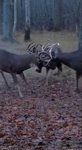 Massive bucks going to war during the rut #shorts #deer #hunting