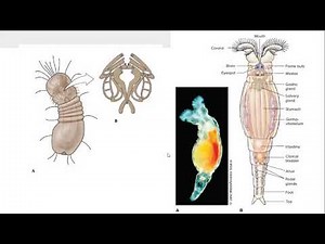 Filos Micrognathozoa y Rotifera