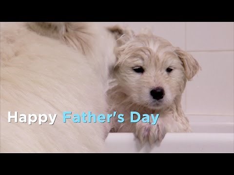 These Great Animal Dads Say Happy Father's Day From Animal Planet!