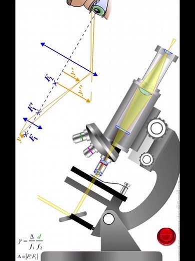 Working & Ray diagram for a compound microscope