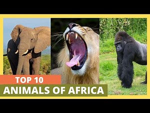 Top 10 Animals of Africa: Discover the Magnificent Wildlife