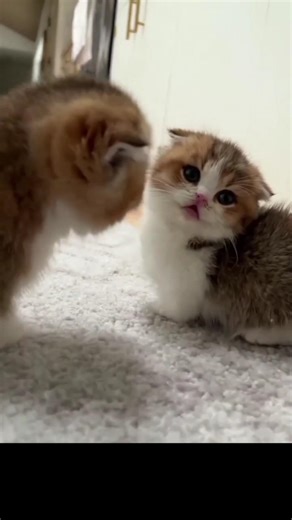Too Cute! Baby Kittens Playing and Giggling 😻 #shorts #ytshorts #cute #usa #animals #funny #catplay