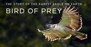 4.3K views · 214 reactions | Bird of Prey screening - Lake Forest,...