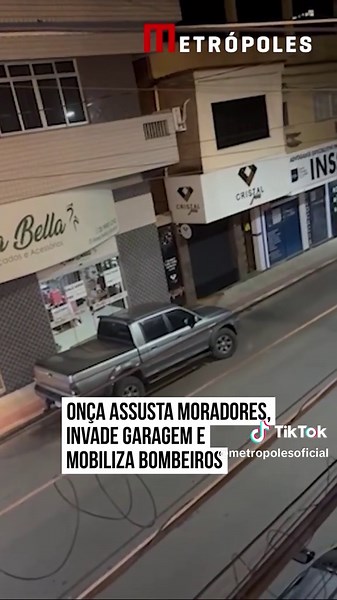 Onça-parda em Iconha: Captura segura após avistamento