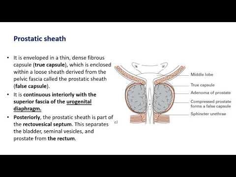 8 Anatomy of Prostate 2