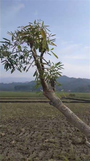 Google Pixel 3a 1080p 60fps HEVC 100mbps #fyp #googlepixel #teampixdl #automobile