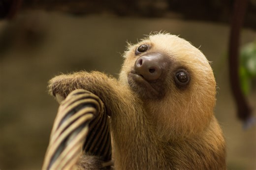 Sloth ASMR: Listen to this gorgeous two-toed sloth crunching his way through a pile of sugar snap peas