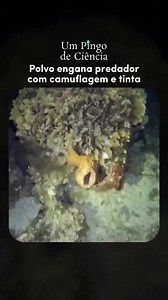 8.3M views · 48K reactions |  Estas imagens registradas por...