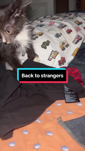 Shoegaze Cat Rocks Out in 'Back to Strangers' Music Video