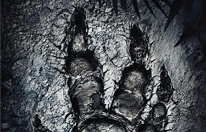 Evolve Hunters Revealed and Explained