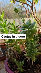 Feels like spring when cacti are in bloom 🌸🌵 #Spring #Cactus #Flowers #Bloom #Desert | Maricel Garcia