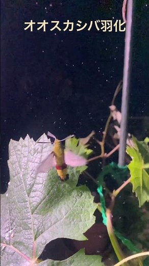 Hummingbird Moth Emergence & Maiden Flight