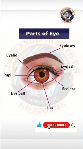 Parts of Eye Explained with Picture | Easy English Learning for Kids | Human Eye Parts Names