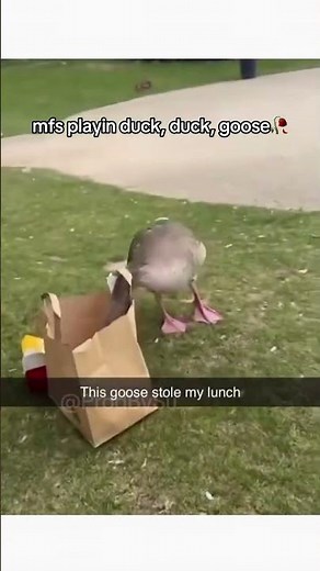 wild goose chase ahh scene 😭✌️