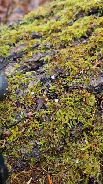 Exploring Tiny Mycena Sp Mushrooms in Macro Photography