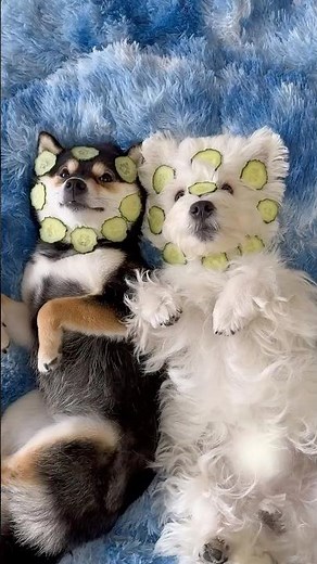 ASMR | Manyu & Bai | Double Dog Spa Day Part 1