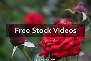 Roses Videos, Download The BEST Free 4k Stock Video Footage & Roses HD Video Clips