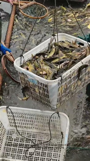 How to Handle Fresh Fish After Catching (Pro Tips!)