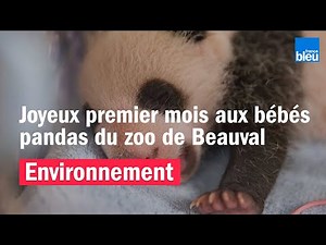 Joyeux premier mois aux bébés pandas du Zooparc de Beauval