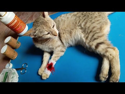 Rescue Cat Broken Leg. How The Treatment Of Limping Cats Is Done. Bandage Of Broken Leg Poor Cat.