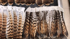 3.8K views · 119 reactions | Red-tailed hawks have that name for a...